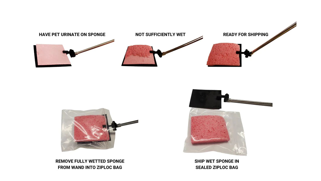 Wee Sponge Directions